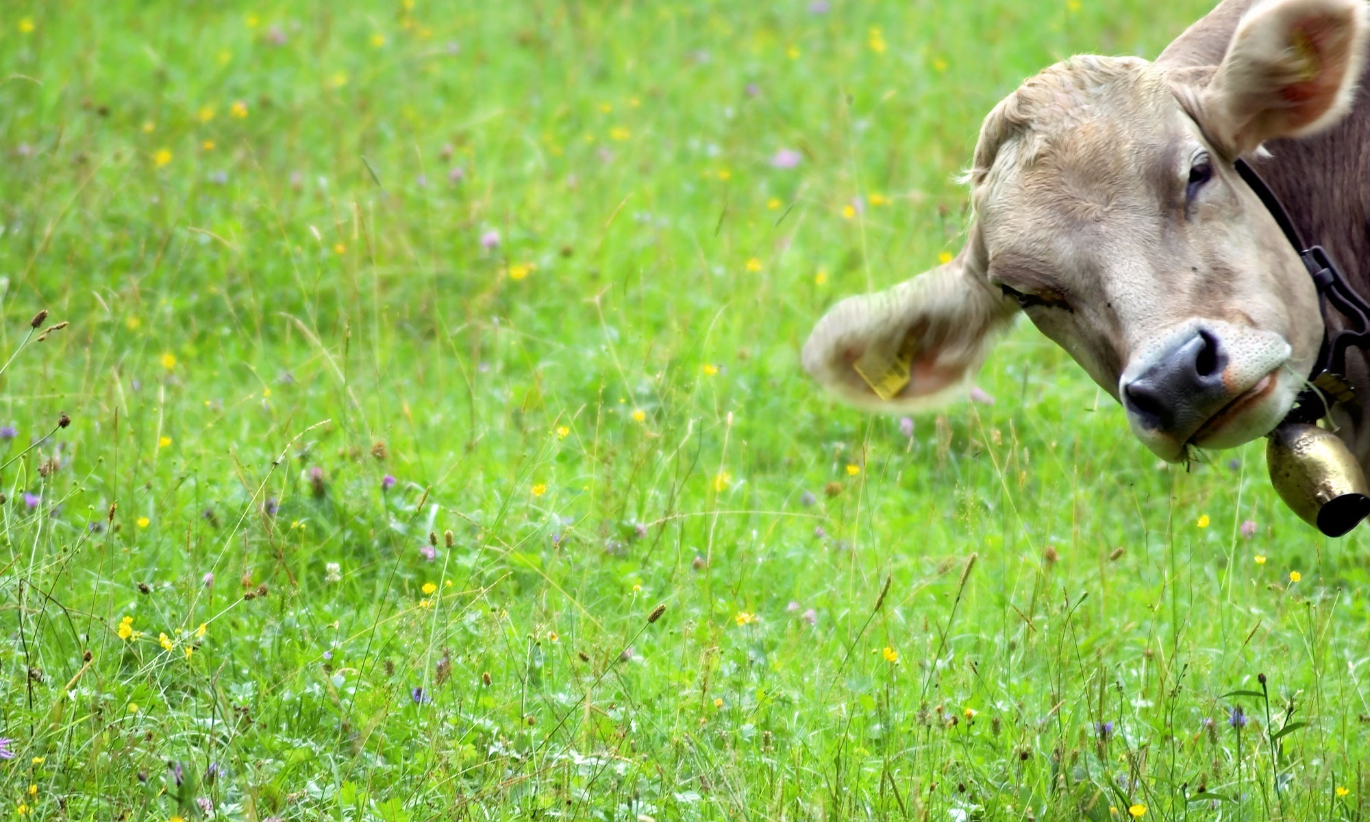 Pancakes Mix  3 x 1kg bags food